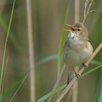 Teichrohrsänger: Kleiner Vogel mit lauter Stimme im Schilf 01