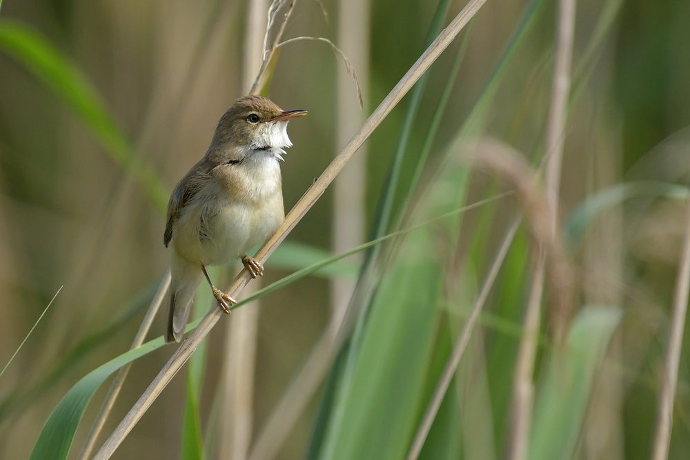 Teichrohrsänger: Kleiner Vogel mit lauter Stimme im Schilf 02