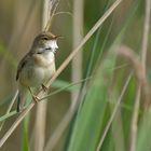 Teichrohrsänger: Kleiner Vogel mit lauter Stimme im Schilf 02