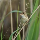 Teichrohrsänger: Kleiner Vogel mit lauter Stimme im Schilf 03