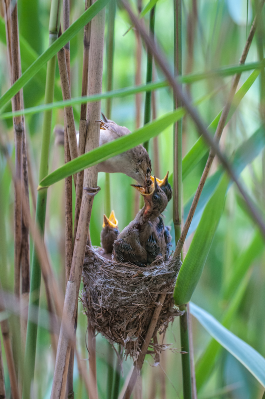 Teichrohrsänger mit Nest