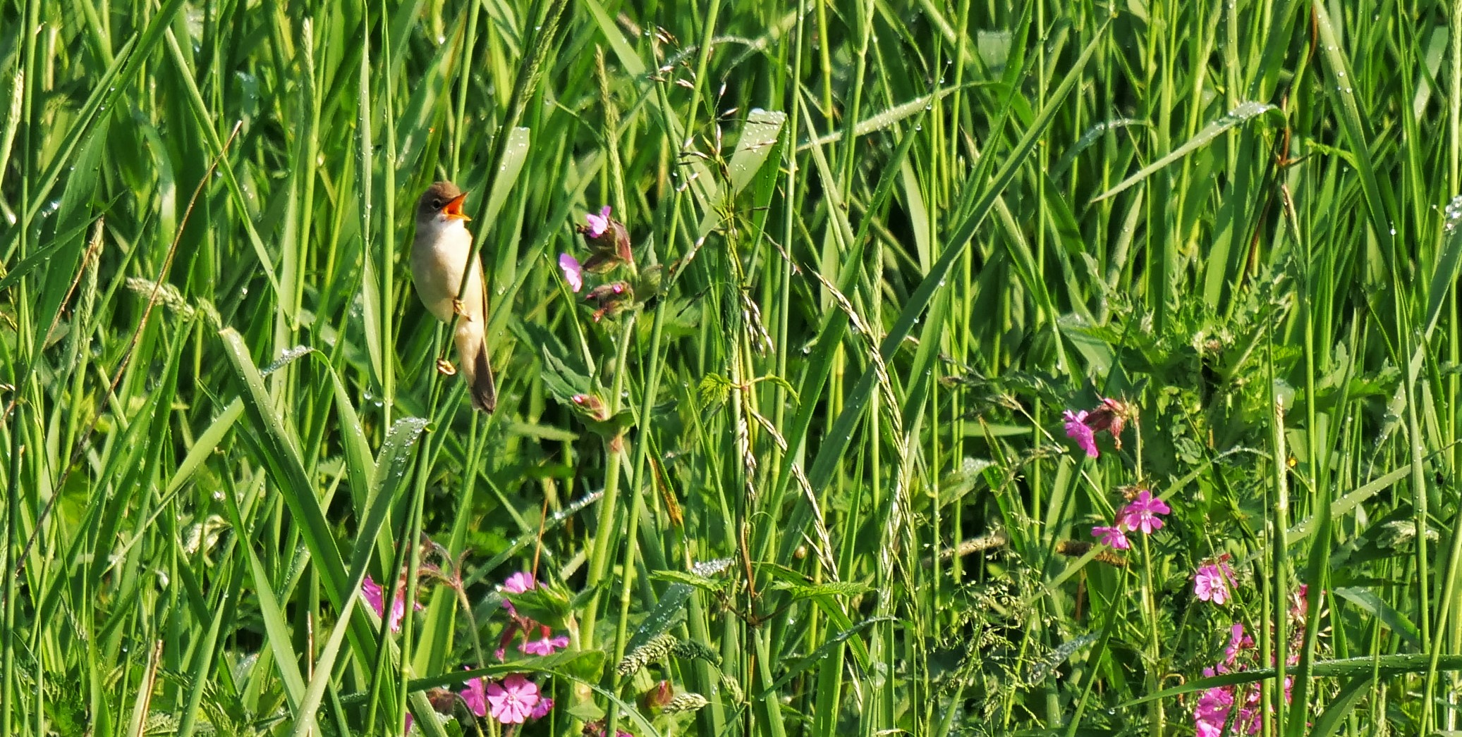 Teichrohrsänger - Suchbild