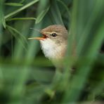 Teichrohrsänger will sich Verstecken