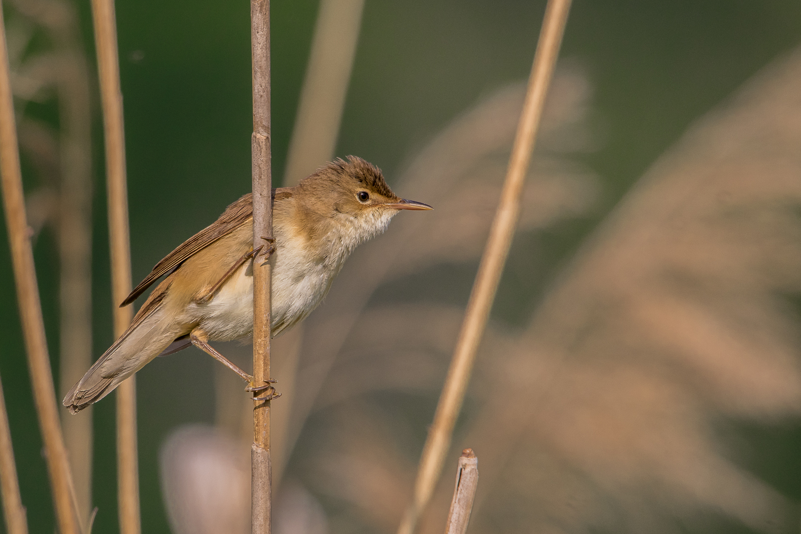 Teichrohrsänger(acrocephalus scirpaceus)