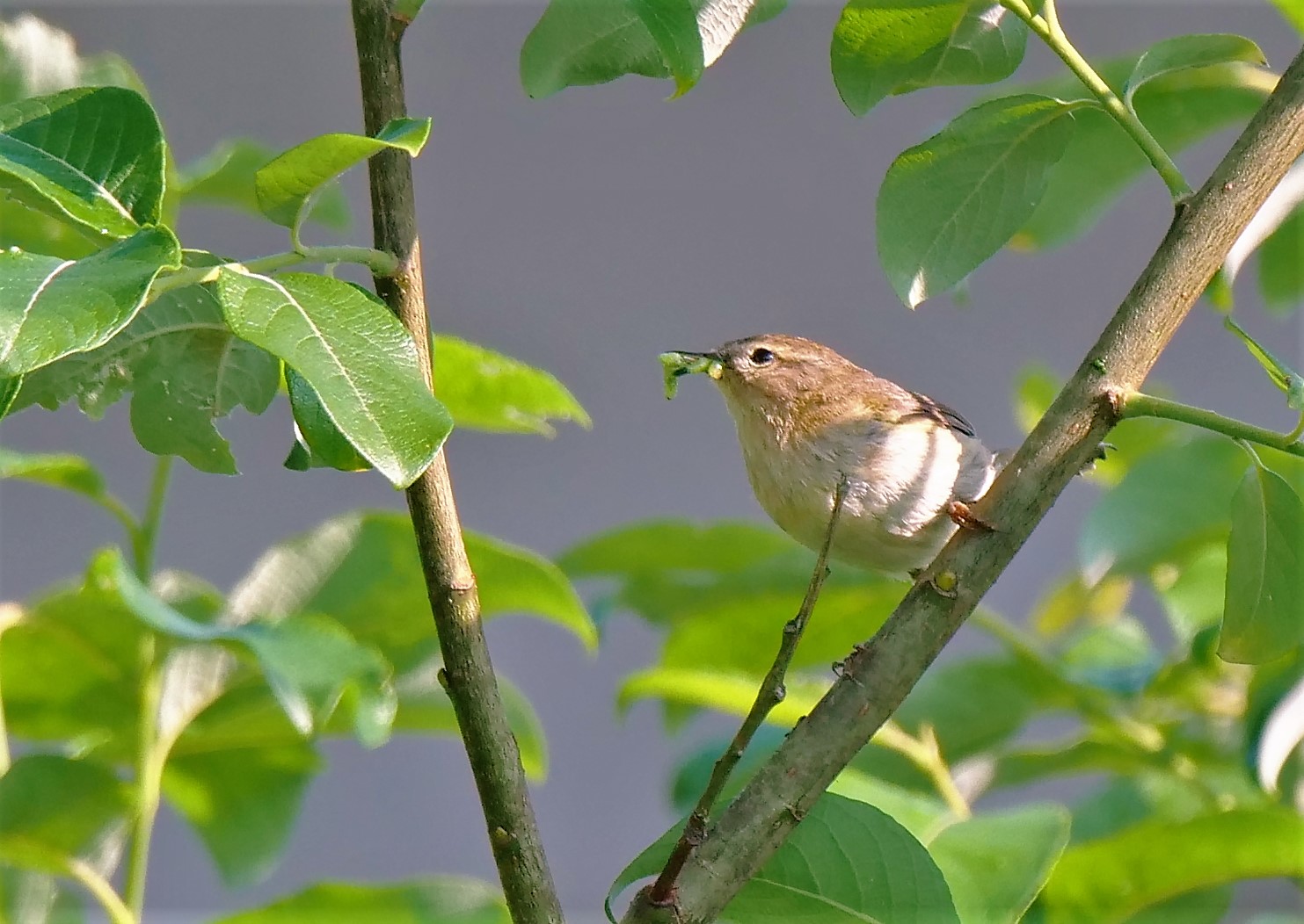 Teichrohrsänger/Rohrspatz