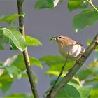 Teichrohrsänger/Rohrspatz