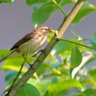 Teichrohrsänger/Rohrspatz