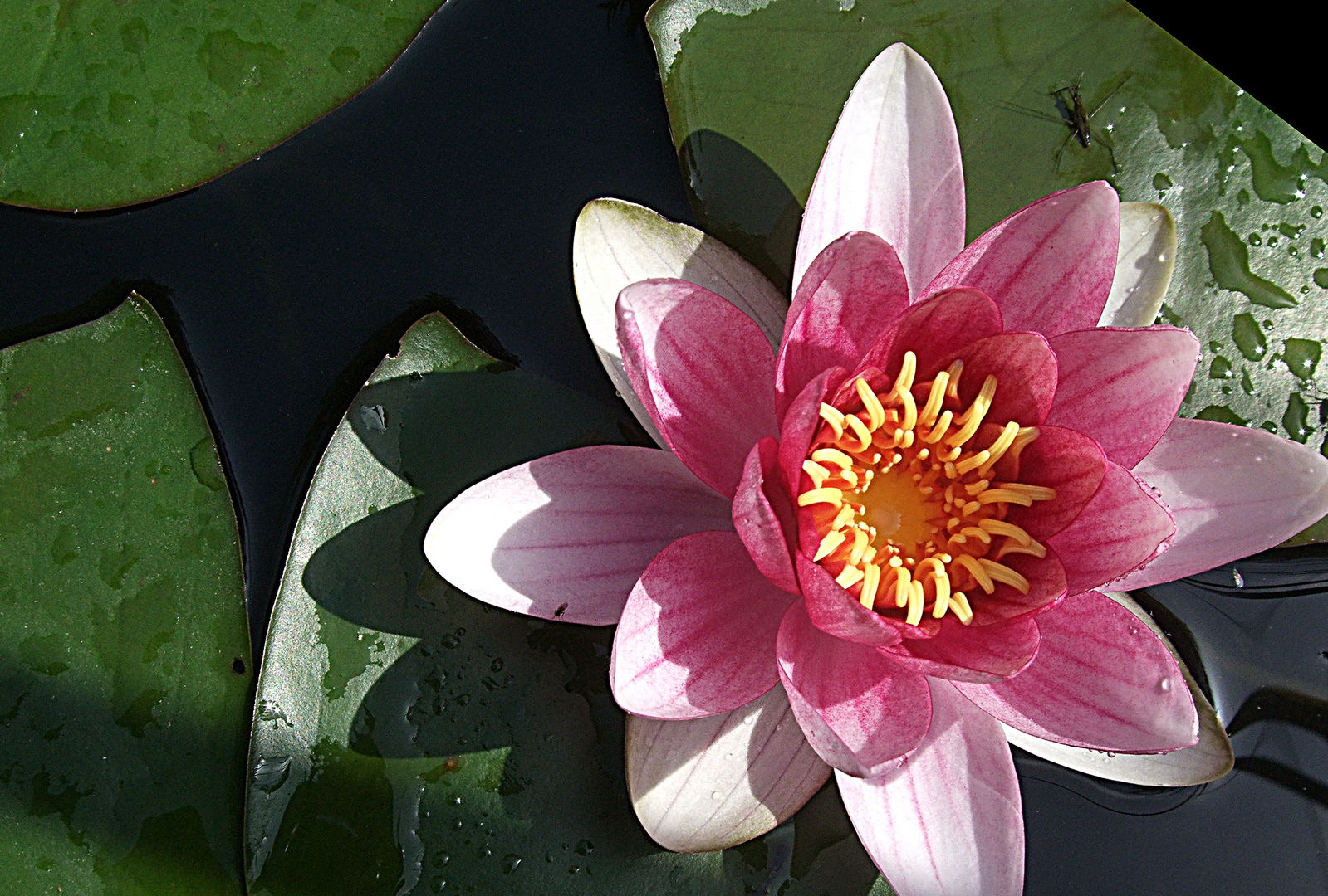 Teichrose Foto & Bild | pflanzen, pilze & flechten, blüten
