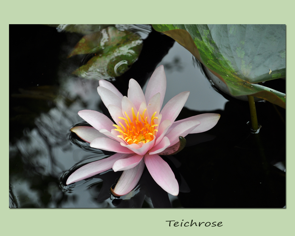 **Teichrose**