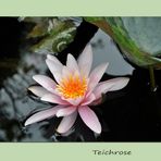 **Teichrose**