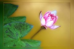 Teichrose