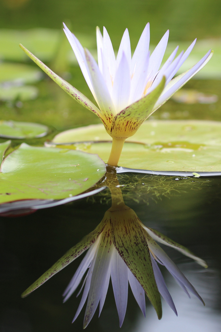 Teichrose im Botanischen Garten Freiburg