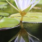 Teichrose im Botanischen Garten Freiburg