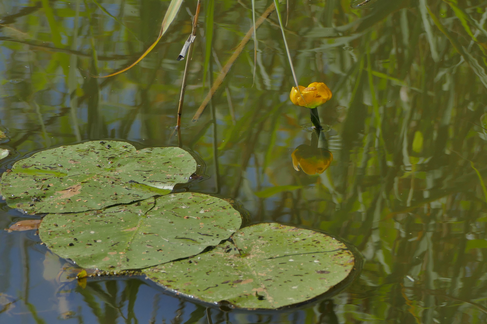 Teichrose im Spiegel