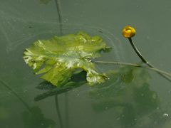 Teichrose im Teich bei Schloss Hellbrunn bei Salzburg