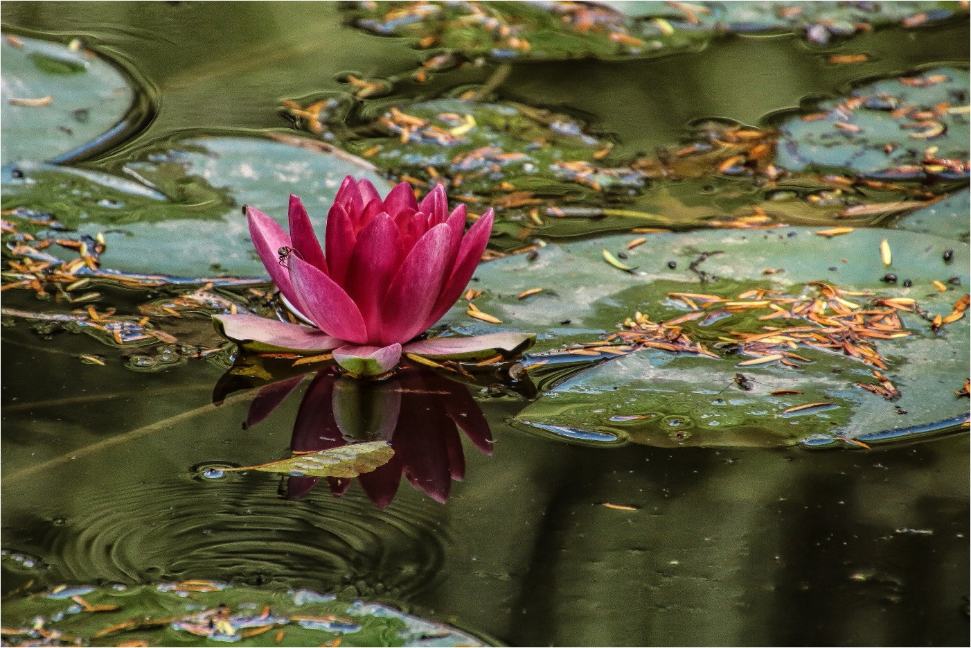 Teichrose mit Besuch