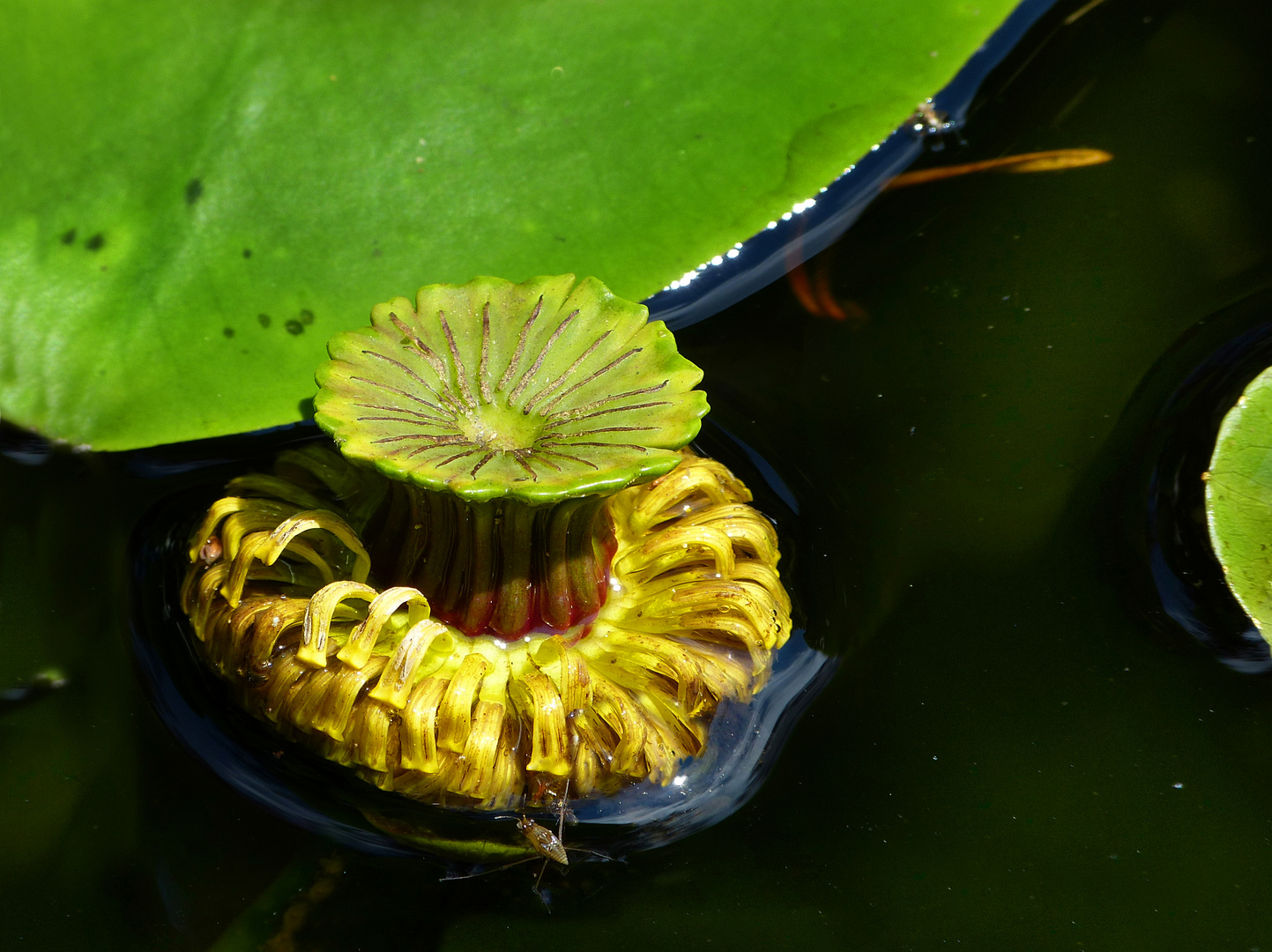 Teichrose mit Wasserläufer