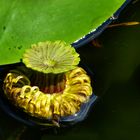 Teichrose mit Wasserläufer