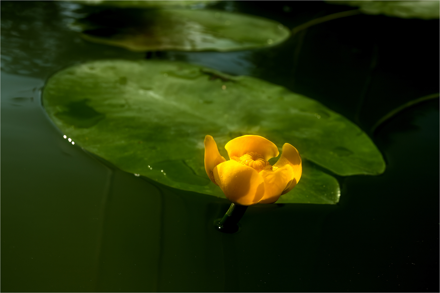 Teichrose - Nuphar lutea