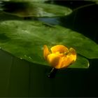 Teichrose - Nuphar lutea