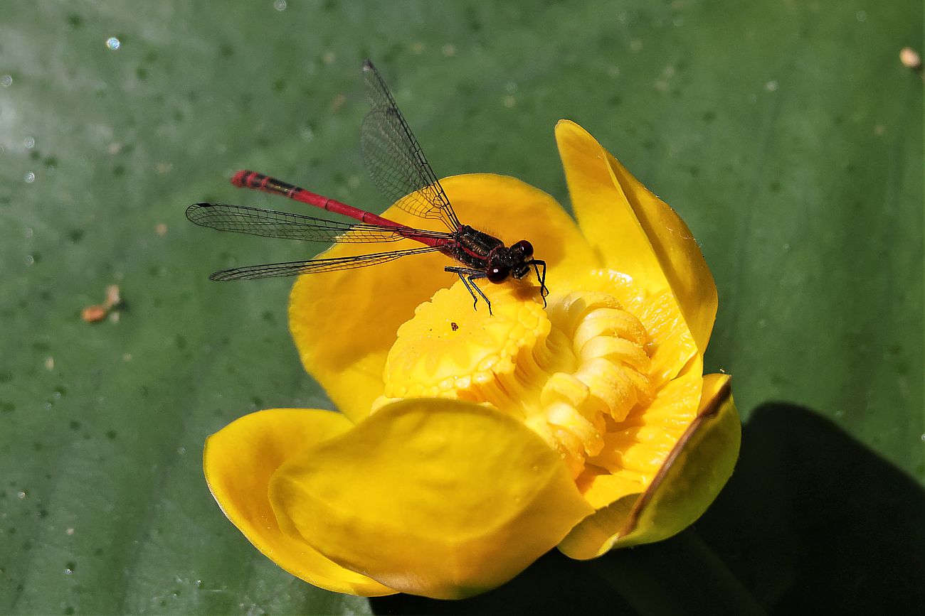 Teichrose und Libelle