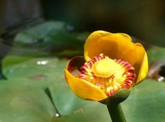 Teichrose zum Blümchentag