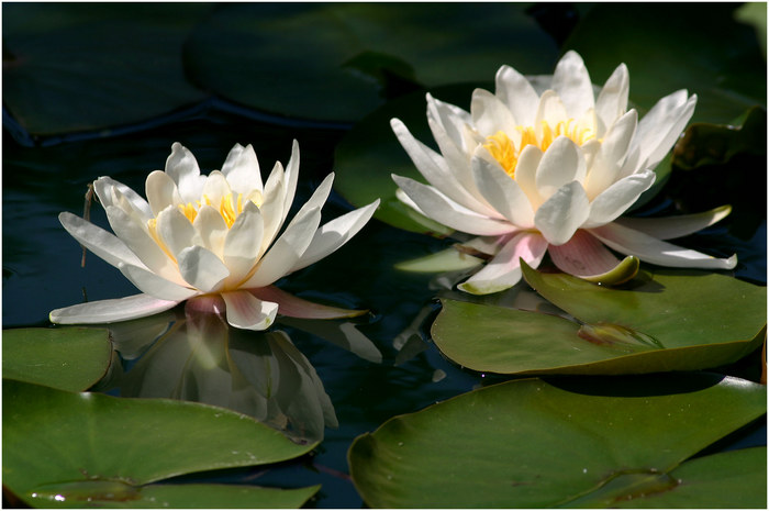 Teichrosen Foto & Bild | pflanzen, pilze & flechten, blüten