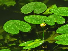 Teichrosen im Märchenteich