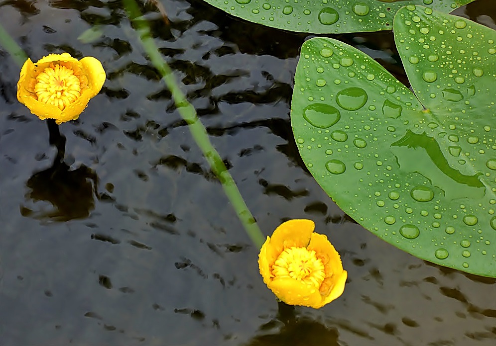 Teichrosen im Regen.