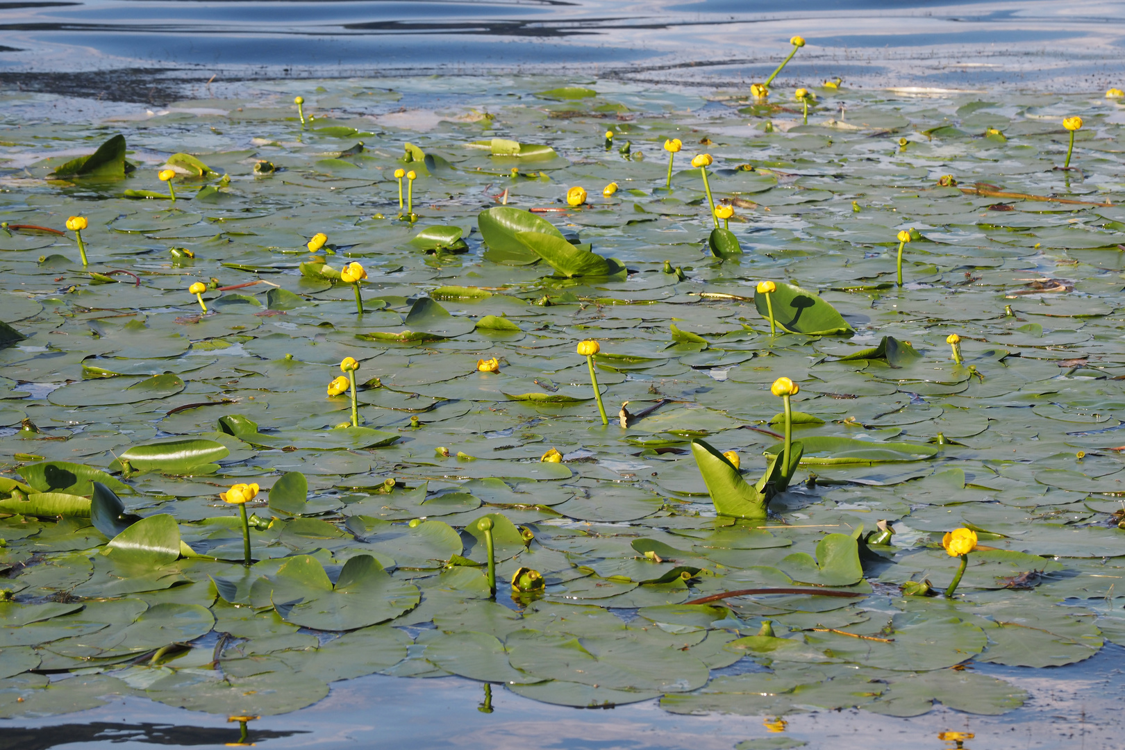 teichrosen in gelb