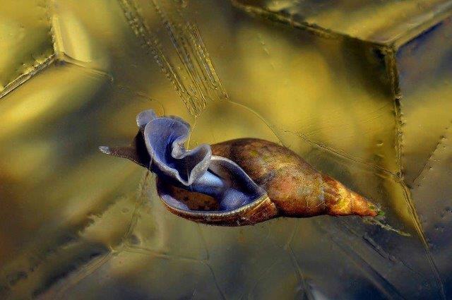 Teichschnecke-unter-der-eisdecke