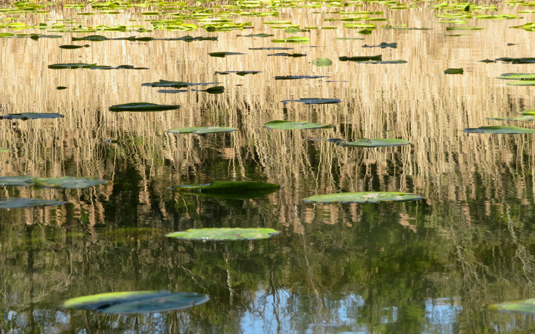 Teichspiegel