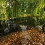 Teichspiegelung im Park