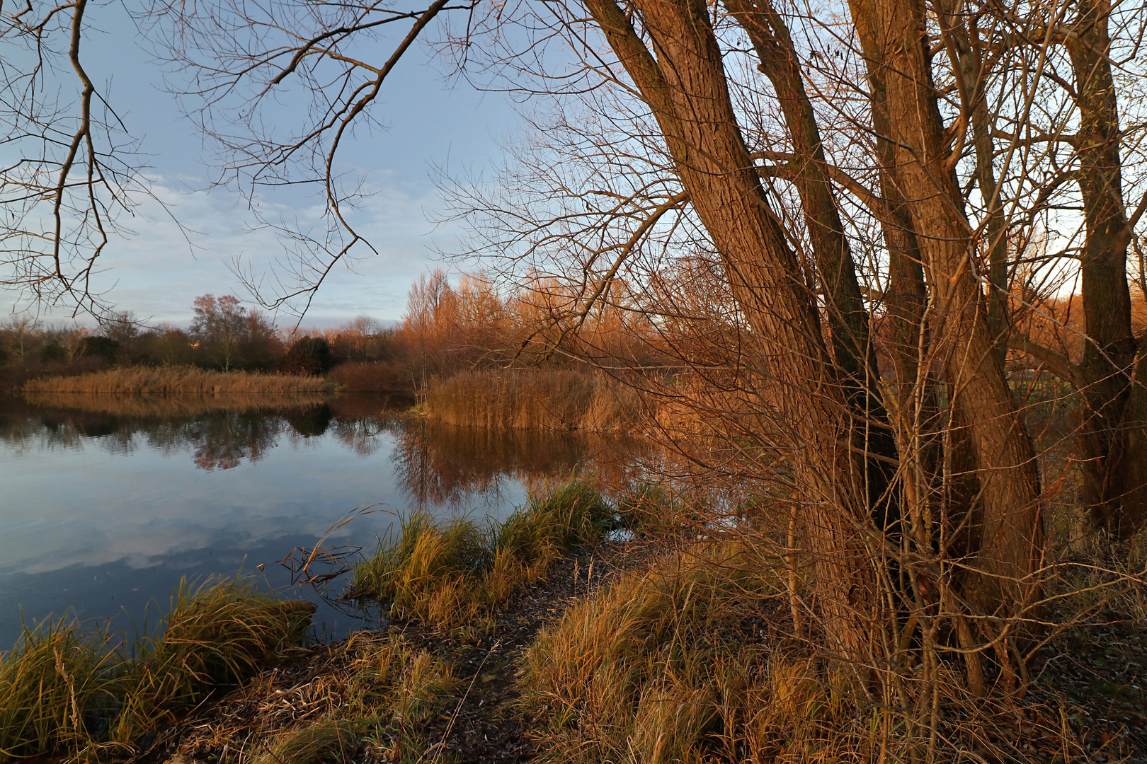 Teichufer im Winterlicht