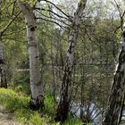 Teichufer von Birken gesäumt