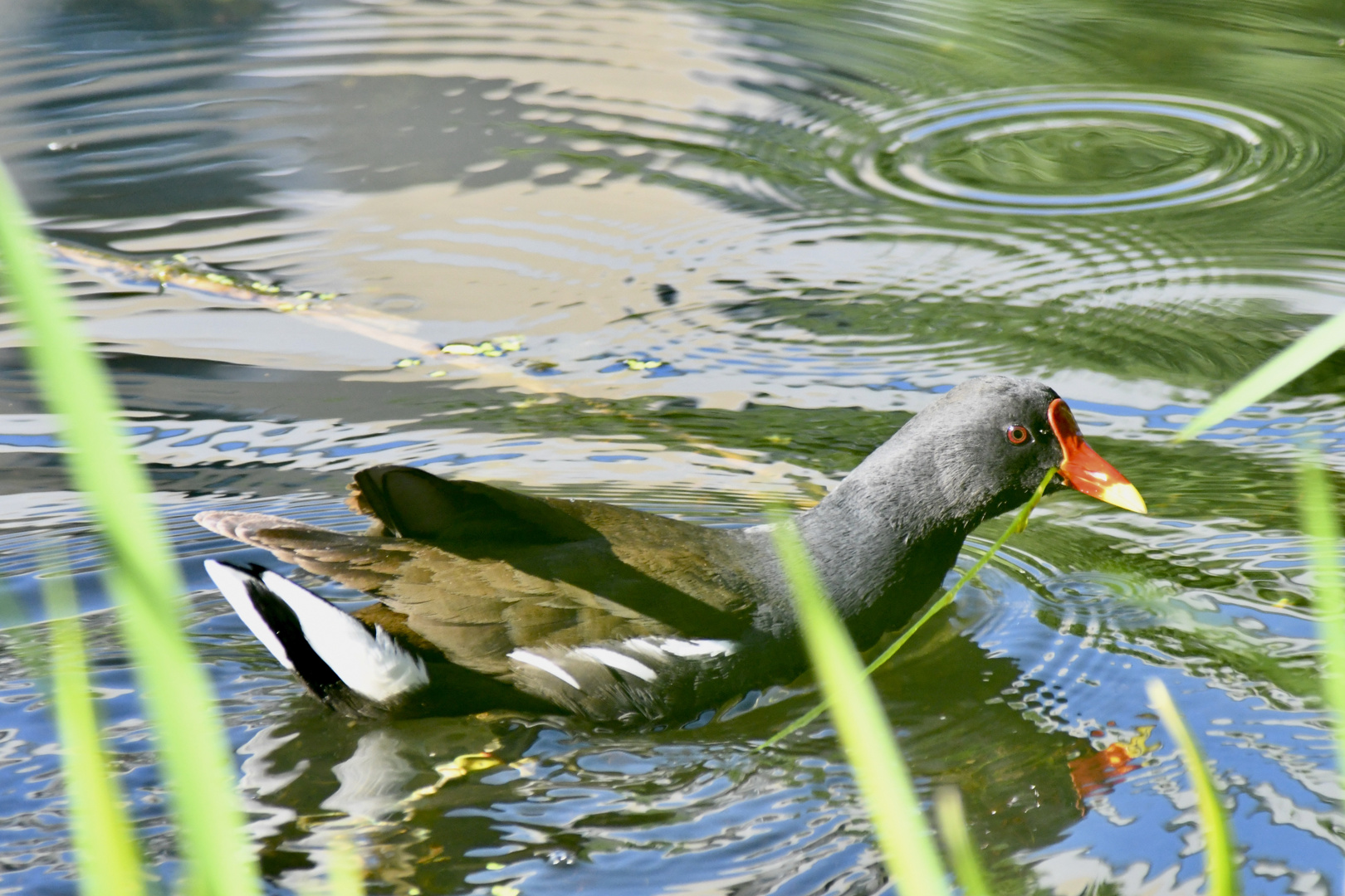 Teichuhn (Teichralle)