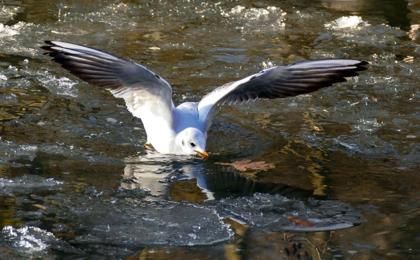 Teichwasser "On the Rocks"