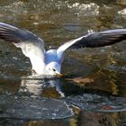 Teichwasser "On the Rocks"