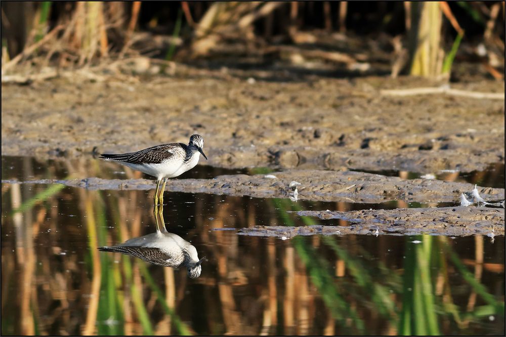 Teichwasserläufer