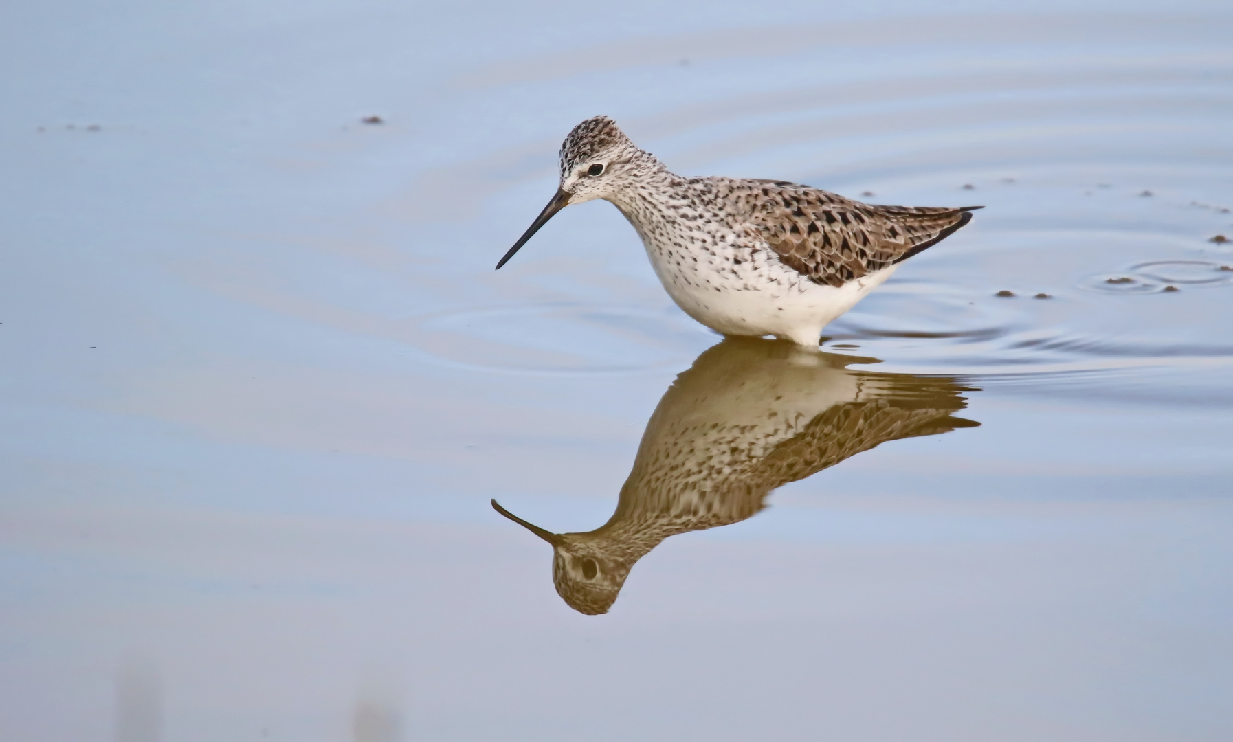 Teichwasserläufer (Tringa stagnatilis)