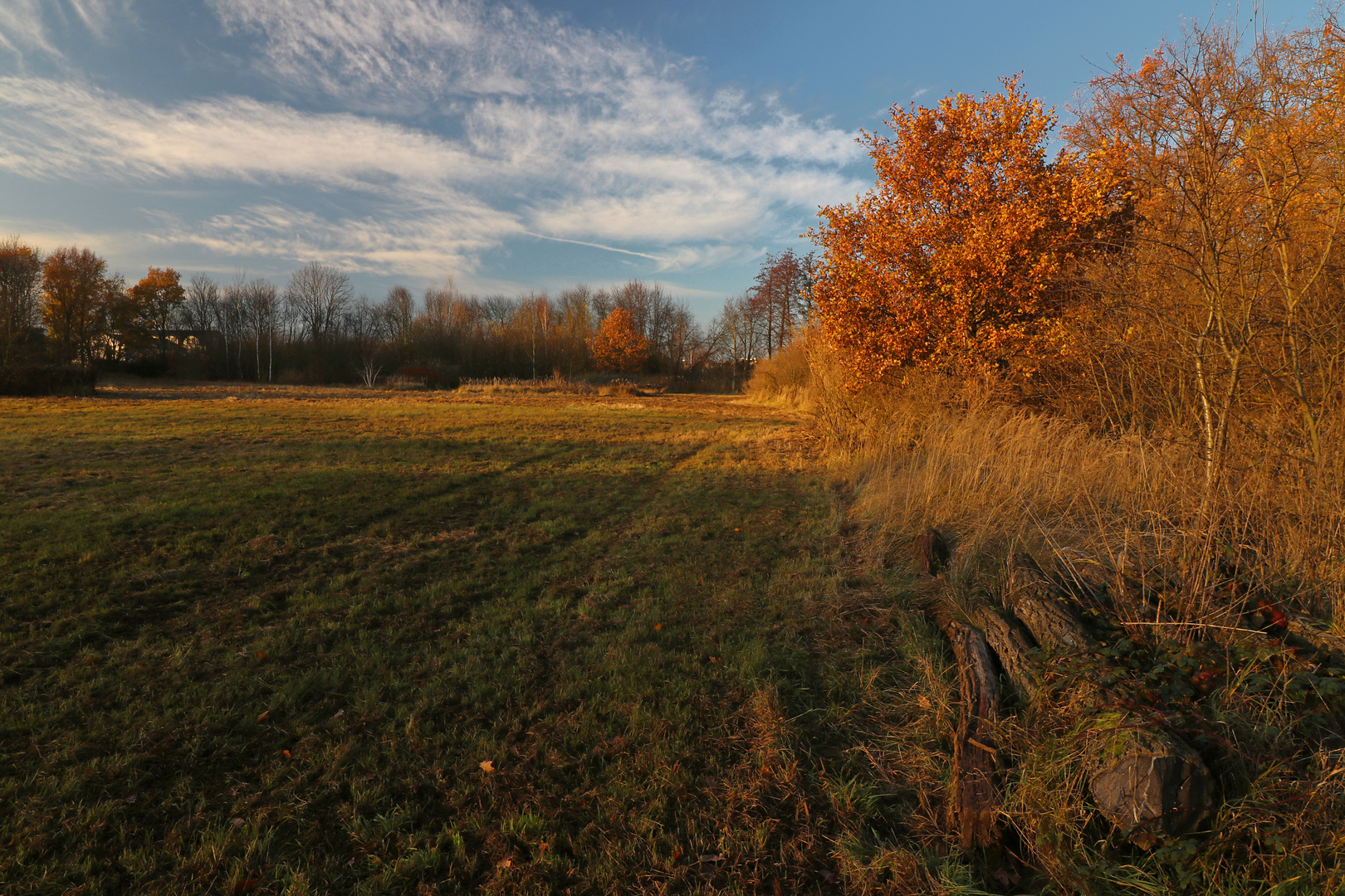 Teichwiese im Abendlicht