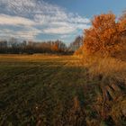 Teichwiese im Abendlicht