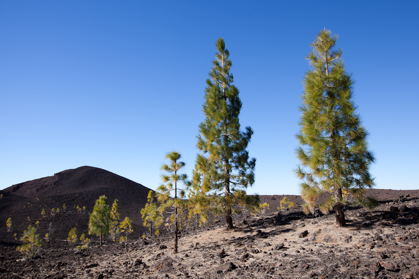 Teide 12