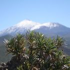 Teide