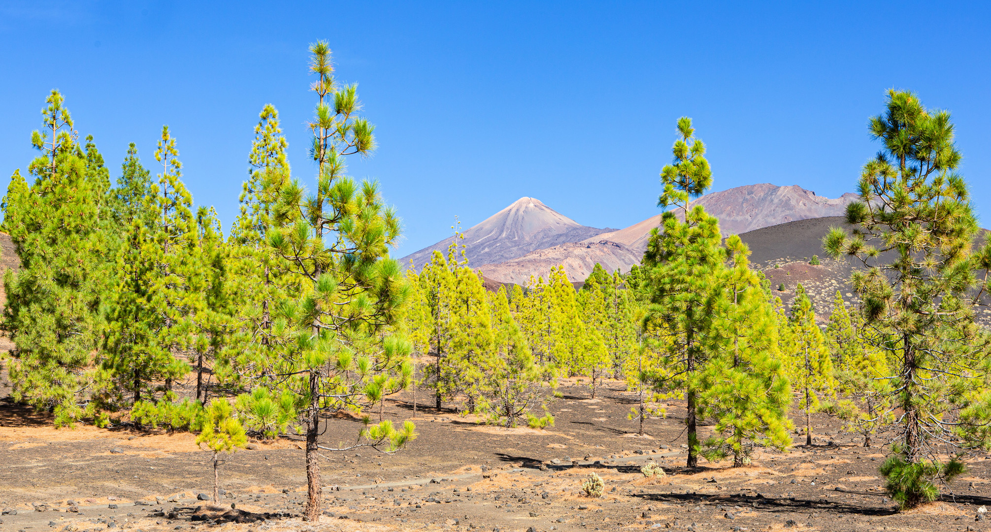 Teide