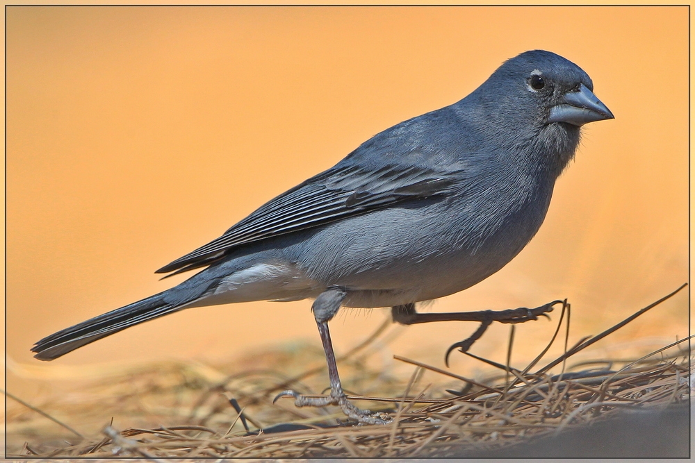 Teide-Blaufink