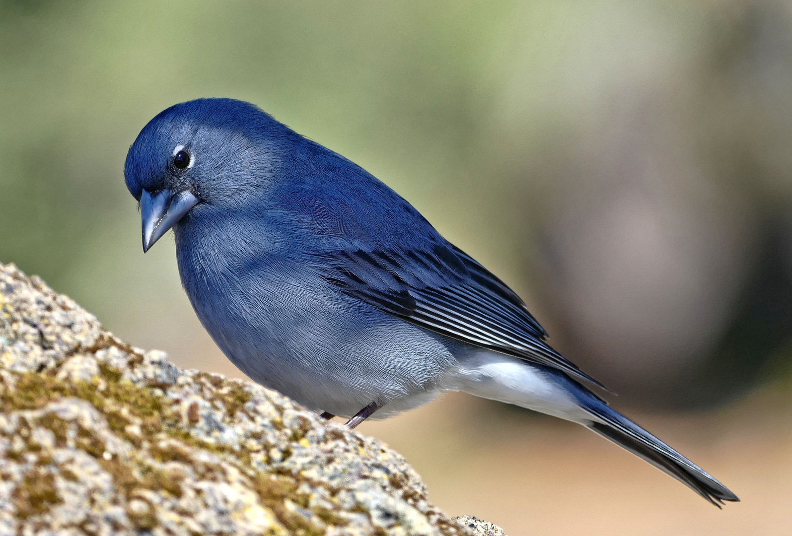 Teide-Blaufink