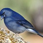 Teide-Blaufink