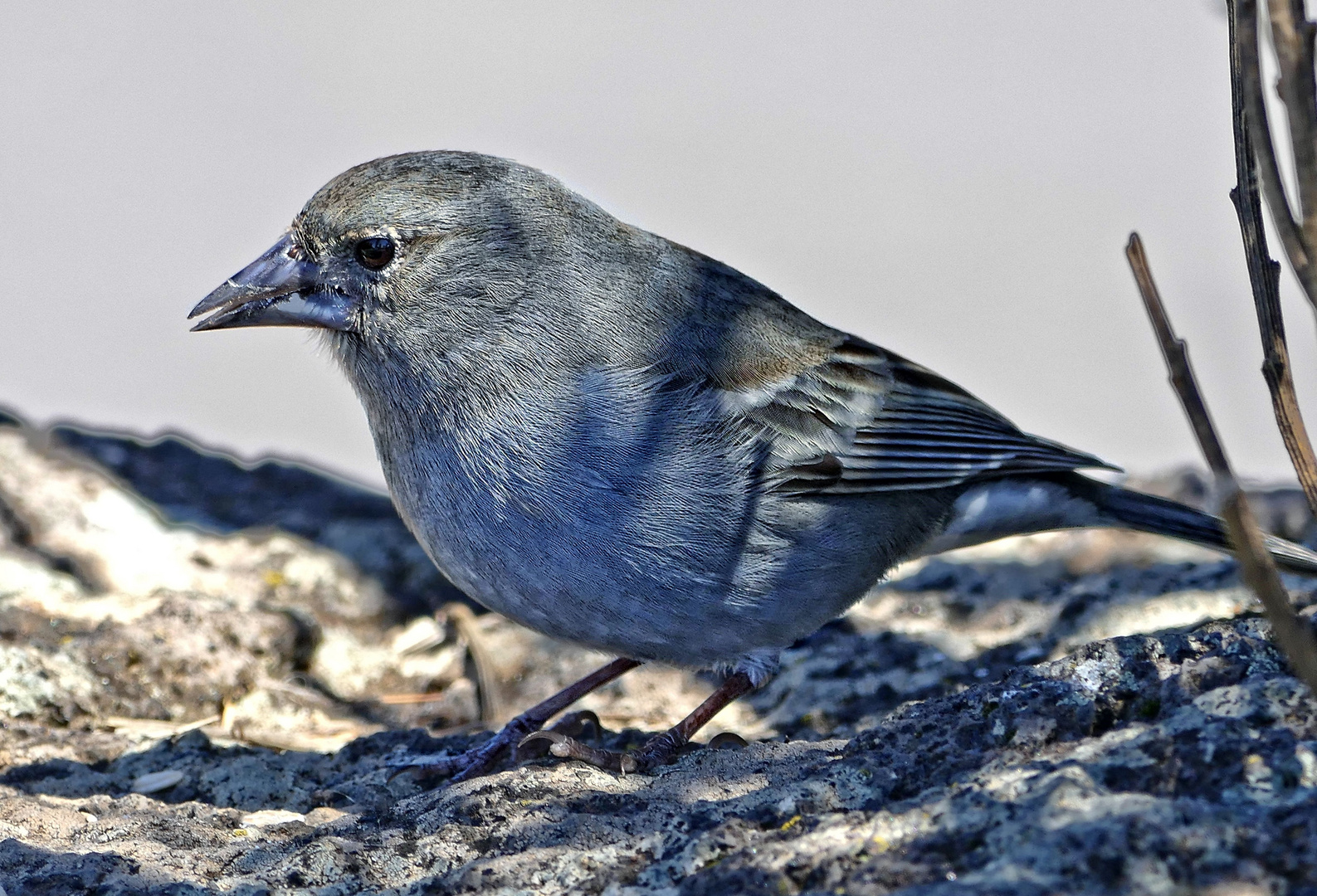 Teide-Blaufink