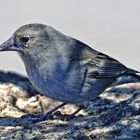 Teide-Blaufink